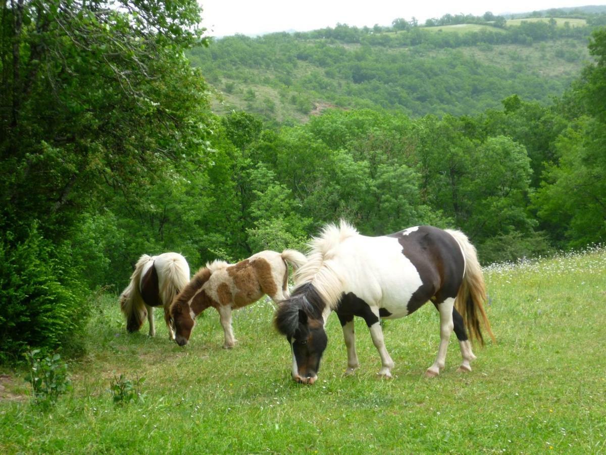 Domaine De Sautou Hotel Castanet  Zewnętrze zdjęcie